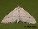 Lobocleta lanceolata - Hodges#7098