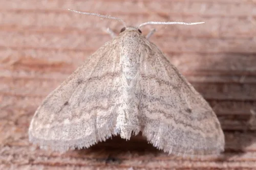 Straight-lined Wave Moth - Hodges#7097