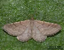 Lobocleta quaesitata - Hodges#7096