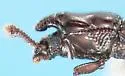 Lobogestoria gibbicollis - photo 4