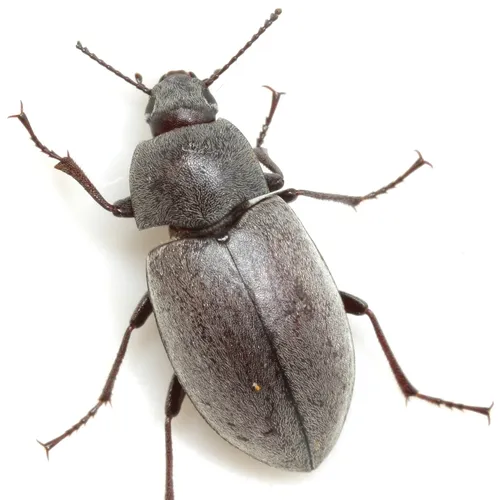 Lobometopon ovale