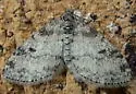 Powdered Bigwing - Hodges#7640