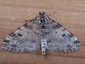 Powdered Bigwing - Hodges#7640 - photo 2