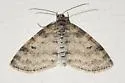 Powdered Bigwing - Hodges#7640 - photo 3