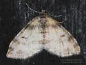 Powdered Bigwing - Hodges#7640 - photo 4