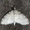 Powdered Bigwing - Hodges#7640 - photo 5