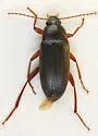 Lobopoda erythrocnemis