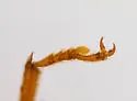 Lobopoda erythrocnemis - photo 2