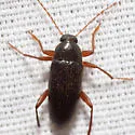 Lobopoda erythrocnemis - photo 3