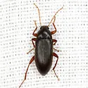 Lobopoda erythrocnemis - photo 4