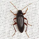 Lobopoda erythrocnemis - photo 5