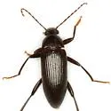 Lobopoda monticola