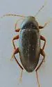 Lobopoda nigrans