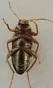 Lobopoda nigrans - photo 2