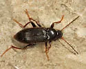 Lobopoda nigrans - photo 5