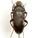 Lobopoda opacicollis