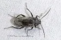 Lobopoda opacicollis - photo 2