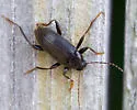 Lobopoda punctulata - Lobopoda punctulata