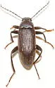 Lobopoda punctulata - photo 2