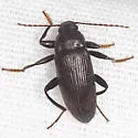 Lobopoda punctulata - photo 4