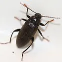 Lobopoda socia