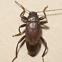 Lobopoda socia - photo 2