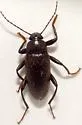 Lobopoda socia - photo 3