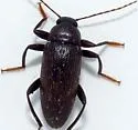 Lobopoda socia - photo 4