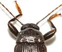 Lobopoda socia - photo 5