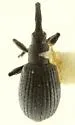 Loborhynchapion cyanitinctum - photo 2