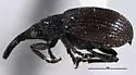 Loborhynchapion cyanitinctum - photo 3