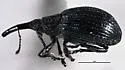 Loborhynchapion cyanitinctum - photo 4