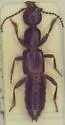 Lobrathium grande - photo 4