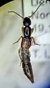 Lobrathium multipunctum