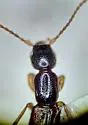 Lobrathium multipunctum - photo 2