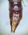 Lobrathium multipunctum - photo 4