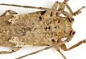 Lochmaeocles cornuticeps - photo 2