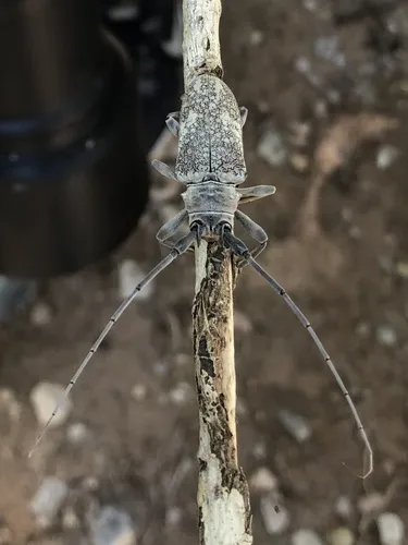 Southwestern Marbled Longhorn - Lochmaeocles marmoratus