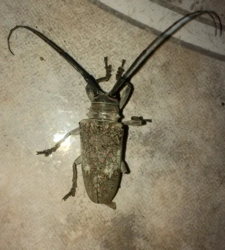 Southwestern Marbled Longhorn - photo 2