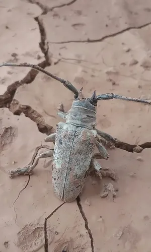 Southwestern Marbled Longhorn - photo 3