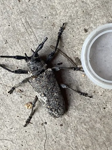 Southwestern Marbled Longhorn - photo 4