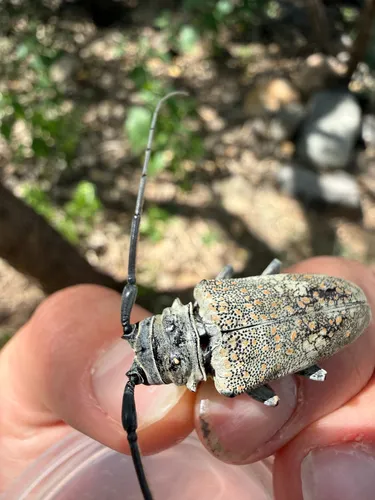 Southwestern Marbled Longhorn - photo 5