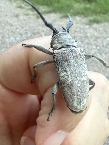 Southwestern Marbled Longhorn - photo 6