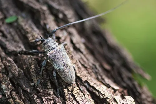 Southwestern Marbled Longhorn - photo 7