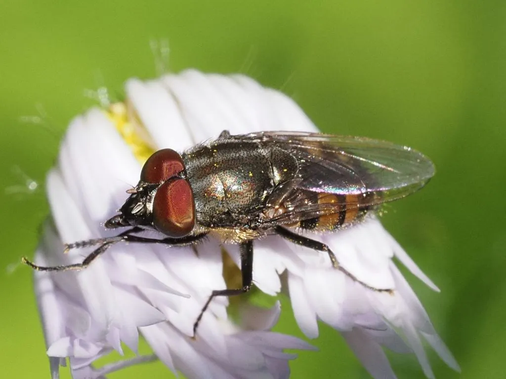 Locust Blowfly - photo 2