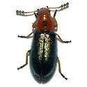 Loedelia discoidea