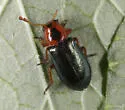Loedelia discoidea - photo 2