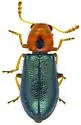 Loedelia discoidea - photo 3