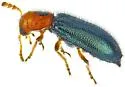 Loedelia discoidea - photo 4
