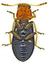 Loedelia discoidea - photo 5